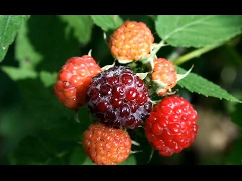 Jewel Black Raspberry's Second Year Of Growth.
