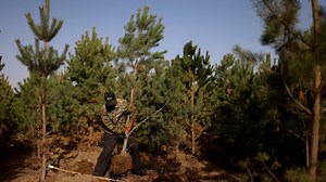 How much does mass tree planting affect climate change?