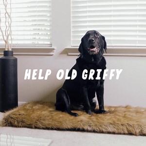 154K views · 841 reactions | The MOST comfortable orthopedic dog bed in the world - Made with love right here in the USA  ✔️ Dual-Layer Orthopedic Memory Foam ✔️ Eases Joint Pain Especially In Senior Dogs ✔️ Removable & Washable Faux Fur Cover Every purchase donates a blanket to a shelter dog in need! | iHeartDogs | Facebook