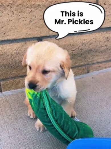 It’s kind of a big dill. 🥒 This little pup has found their emotional support pickle, and honestly, we support the attachment. 🐾 Want to bring this little pup and their pickle home with you? guidedogsofamerica.org/puppyraising VD: A little yellow lab pup drags around a stuffed pickle, it is bigger than them. #PuppyLove #FunnyDogs #CuteDogs #DogLovers #PuppyLife