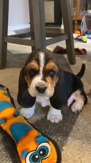 43K views · 1.9K reactions | To Day Best Video 殺 #bassethoundcommunity #bassethoundlife #bassethound #bassethoundlove #bassethoundpuppy #bassethounds #bassethoundsofinstagram | Basset Hound Lover | Facebook