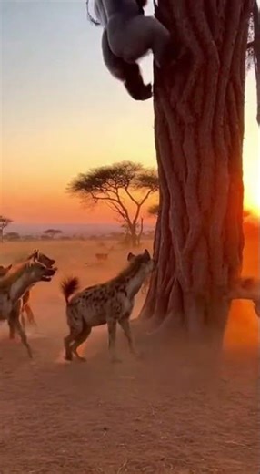 The Clumsy Dancer: Silverback Gorilla Survival Dance on the Tree Trunk