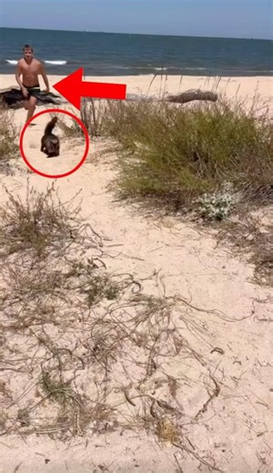 Scared Cat Runs for Its Life 😳 What Happened Before This?!