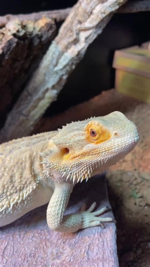 Charlie Charlie Kirky: A Fun Meme Experience