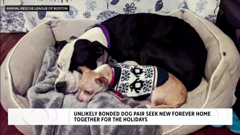 Dogs with "comical" size difference bond at Boston animal shelter