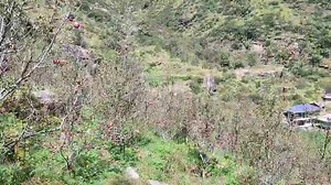 121K views · 18K reactions | Apple orchards of Kullu Valley. | Manali | Facebook