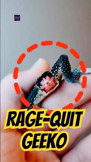 How To Stop Your Gecko From Losing Its Tail