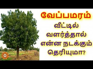 Can neem tree be grown at home? Can neem tree be grown at home?