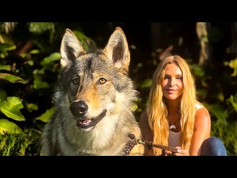 THE MID-CONTENT WOLF DOG / Easy or Hard Pet?