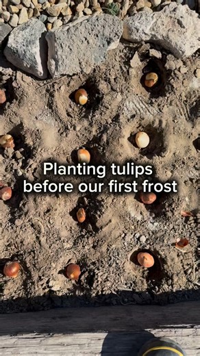 We planted 80 tulip bulbs this weekend before the frost hit. Little hands helped every step of the way — it’s amazing what you can get done when the kids join in instead of sit out. 🌸 🎉Also, it’s my birthday week so I’m doing something fun in my stories all week long! Make sure you check them out everyday this week (M-F) for some fun giveaways! 🥳 #homesteadingmama #highhopehomestead #gardeningwithkids #homesteadlife #fallplanting #springblooms #tulipseason #familyhomestead #raisingthemright #