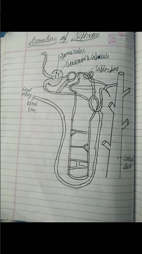 Nephron DIAGRAM ,STRUCTURE AND FUNCTION