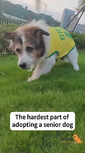The hard reality of adopting a senior dog... But we are so proud to be giving him the best golden years of his life! | Senior Budday