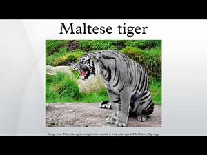 Maltese tiger
