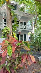 Snowmen in Key West. Because The Banyan Resort said why choose? 80 degrees and Christmas vibes. This is how you do December. 💙 📍 The Banyan Resort, Key West #BanyanResort #KeyWest #KeyWestChristmas #TropicalChristmas #FloridaKeys #VisitKeyWest #AskTheKeys | Florida Keys Resorts