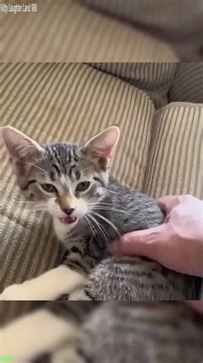 TikTok Cat tries to act like a human - Funny Cats 2026 🤣 You won't believe this!