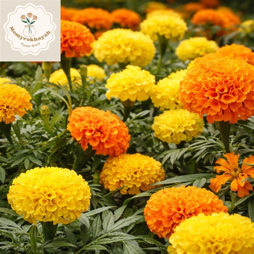 Marigold Seeds 100+ African Cracker Jack Mix Flower Seeds, Bright Orange Yellow Flowers, Easy Grow Garden Seeds, Annual Flower Plants - Etsy