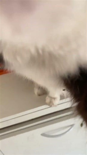 Leozinho quer petisco #pets #petsfofinhos #gatos #gato #gatofofo #kitty #cat #catvideos #kitten