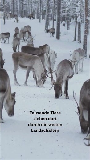 Here, reindeer are just walking across the road 😳🦌