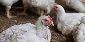 What are the symptoms of bird flu and how does it spread? | Fortune Well