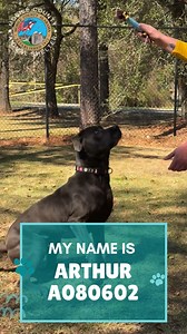 18K views · 356 reactions | A080602 Arthur -Hey, I’m Arthur!  I can sit, shake, and I’m potty trained! I love to play and can’t wait to be your new best buddy! ❤️ #MeetArthur  5 years old  Mastiff/Lab Mix ⚖ 79.5 lbs  Male ♥️ Heartworm Positive | Mobile County Animal Shelter | Facebook