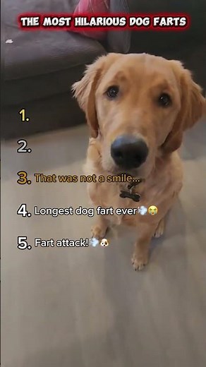 The Most Hilarious Dog Farts🤣🐶💨