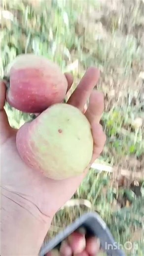 kashmari apple #🍏#🍎