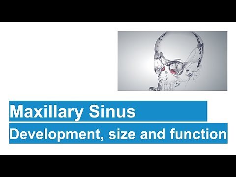 Maxillary Sinus In Detail.