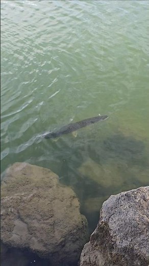 Northern Pike bite jig Fishing 🎣 😋 👌