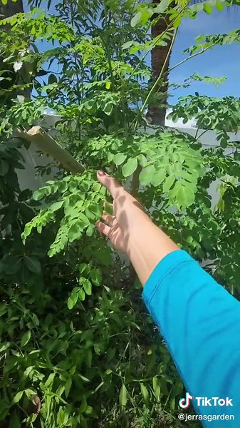 How to propagate moringa via cuttings #moringa #superfood #propagate #floridagardening #gardening #urbangarden #permaculture #tea #9b #gardening101 #zone9 #jerrasgarden #garden