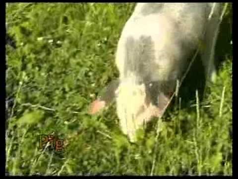 Baby First TV 1 - Animals