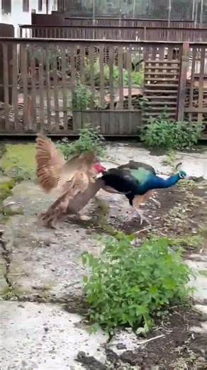 ​The Royal and the Rustic: A Peacock and Muscovy Duck Encounter#animals