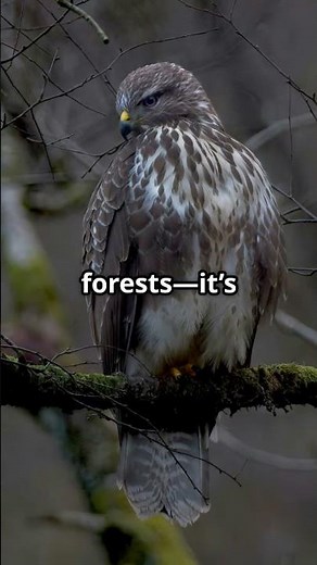 African Goshawk: Master of Survival in the Wild! #AfricanGoshawk #BirdOfPrey #NatureLovers