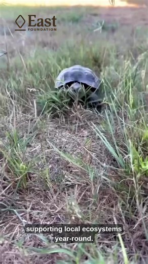 Today, we celebrate the wildlife that makes South Texas unlike anywhere else. From the white-tailed deer that roam our rangelands, to the bobwhite quail that depend on diverse grassland habitat, to the Texas tortoise and the elusive ocelot, each species plays a vital role in the health of this landscape we call home. Here at East Foundation, we're proud to steward over 217,000 acres of working rangeland where wildlife can thrive. Through science-based land management and research, we're ensuring