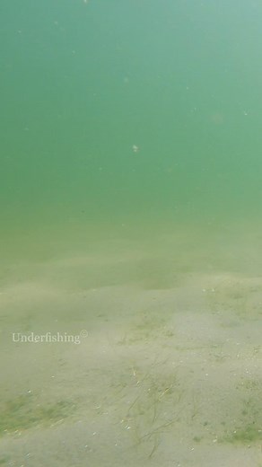 282K views · 2.2K reactions | What a take on the feeder rig! Bait: Senzor Planet #carp #fishing #underwater | Underfishing | Facebook