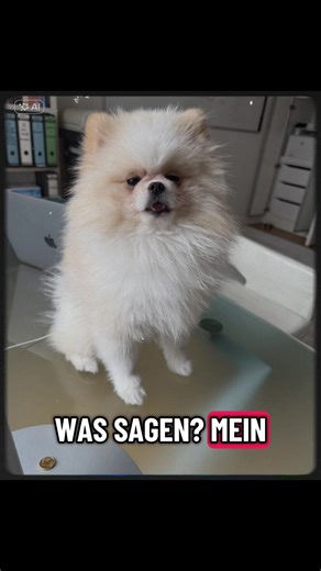 #CapCut #pomeranian #hunde Liebe#schmusen mit Mami