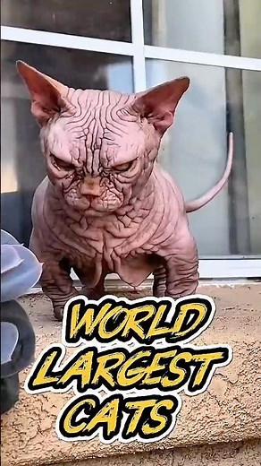 The BIGGEST Cats Ever Caught on Camera 🐅 #youtubeshorts #animalfacts #wildlifeconservation