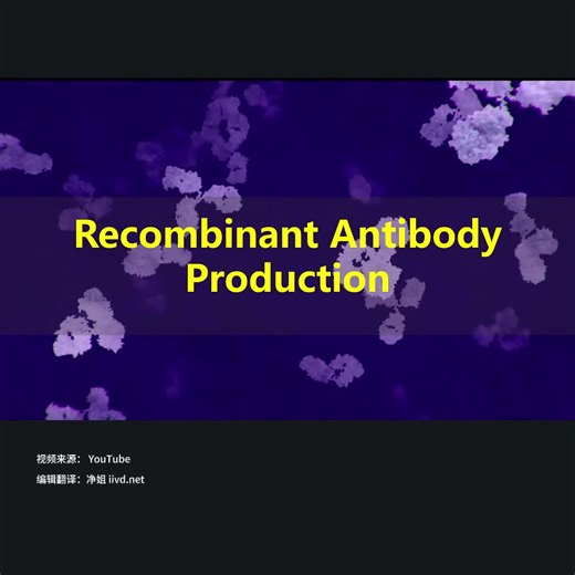 Recombinant Antibody Production