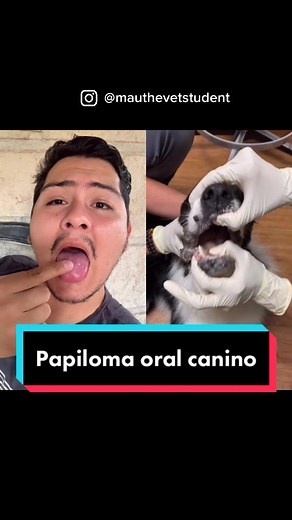 Papiloma en perros: ¿Contagioso o no?