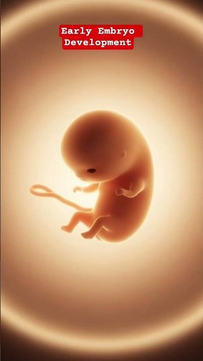 Early Embryo Development in 3D — From Fertilized Egg to Cell Division #pregnancy #embryodevelopment