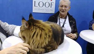 132K views · 1.8K reactions | Comparaison entre le Maine Coon et le Norvégien ! | LOOF | Facebook