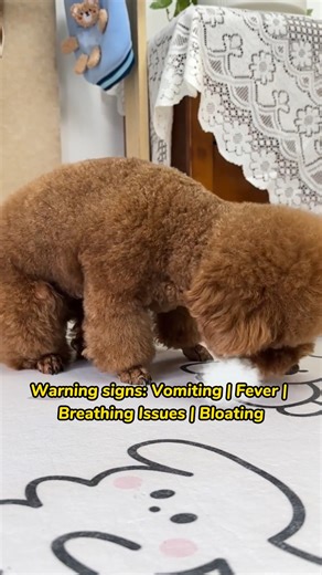 11 reactions | How to deal with dog dry heaving? #doglover #doghealthtips | Supet Care | Facebook