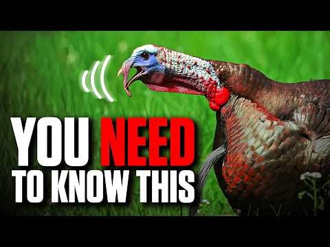 10 Turkey Vocalizations Every Hunter Should Know