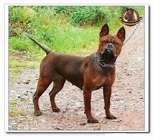 Chinese Chongqing Dog - Alchetron, The Free Social Encyclopedia