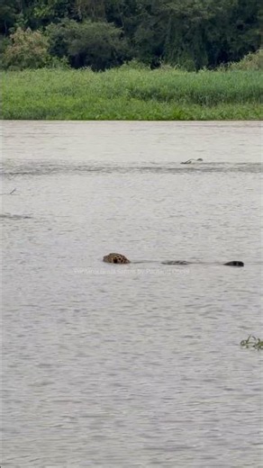 Onça-pintada nadando no rio do Pantanal