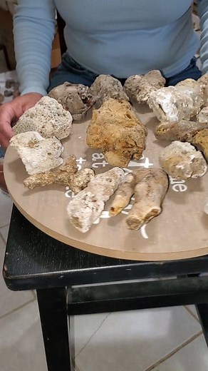 NO LONGER AVAILABLE #2...... 15 more Fossil Coral Geodes that may contain Agate or Quartz Druse from Tampa Bay, Florida 1970s. What we post today is all we have left. 💐 | David Wixom