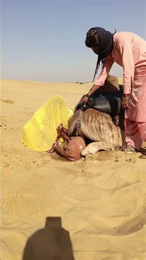 shocking moment behind the camel in Thar