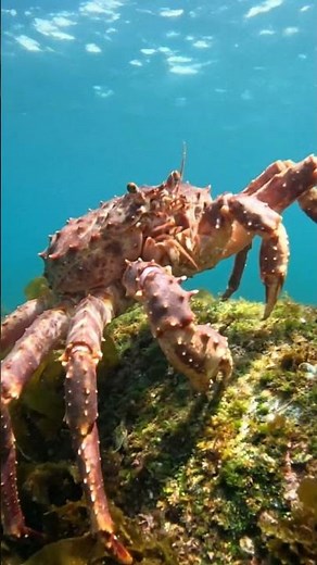 Red King Crab – Giant Monster of the Deep Sea 🦀