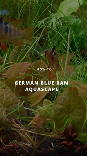 MJ | Aquascaping on Instagram: "Here’s the short version of the GBR Aquascape 😊 Full build video is on YT. Have a great weekend 🙌🏻"