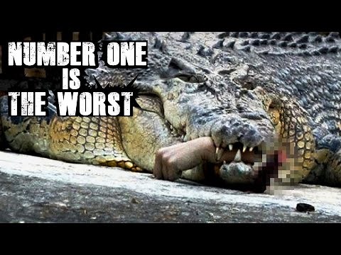 TOP 10 DEADLIEST ANIMALS IN THE WORLD