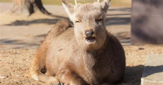 Video of man kicking, slapping deer in Nara Park outrages Japan【Video】